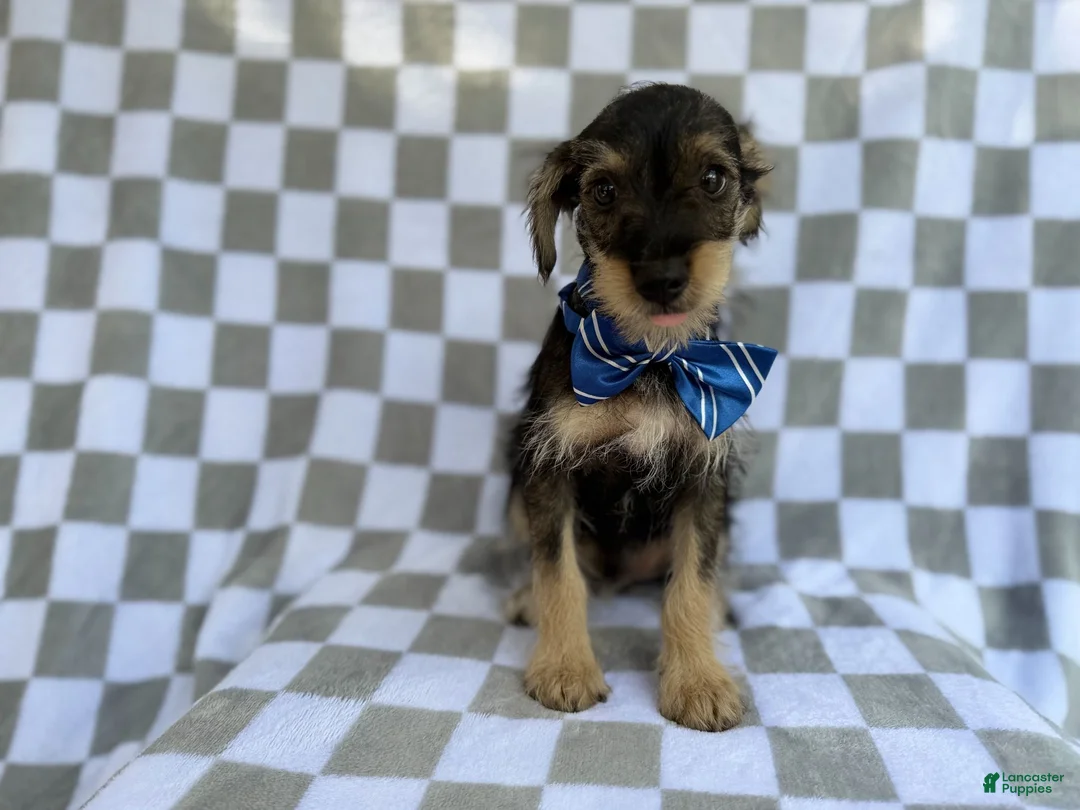 Miniature Schnauzer dogs for sale: Alex - Ad 1