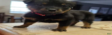 Rottweiler 2