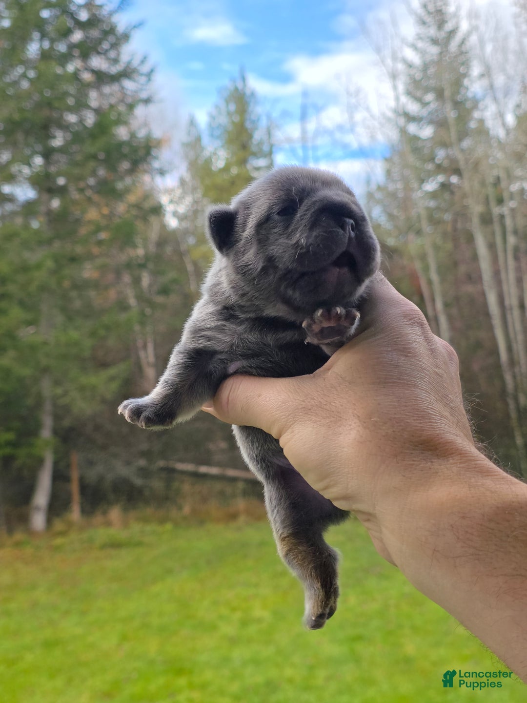 French Bulldog dogs for sale: ❄️ Iduna – Blue Big Rope French Bulldog, carries fluffy - Ad 10