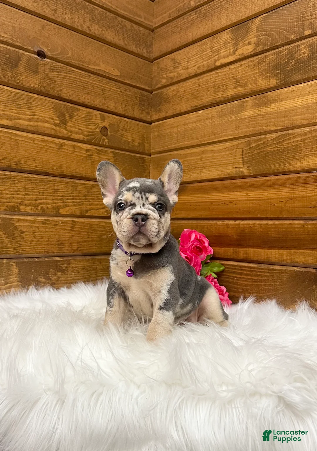 French Bulldog dogs for sale: Gracie - Ad 1