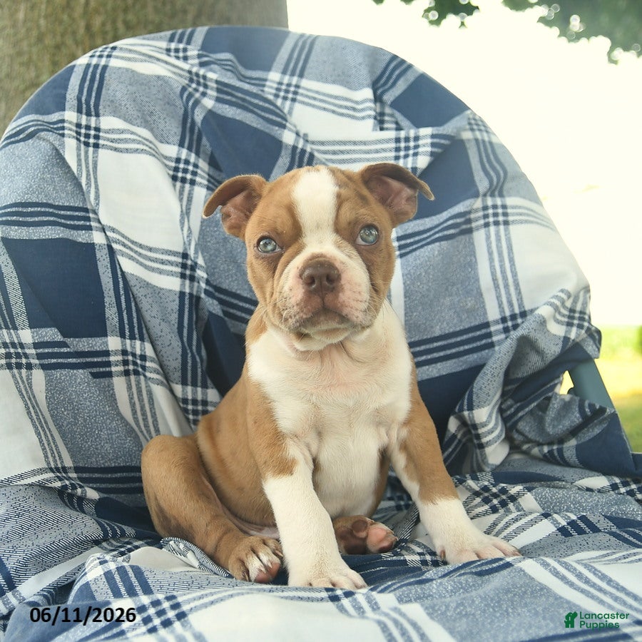 Boston Terrier dogs Frankie  - Ad 2