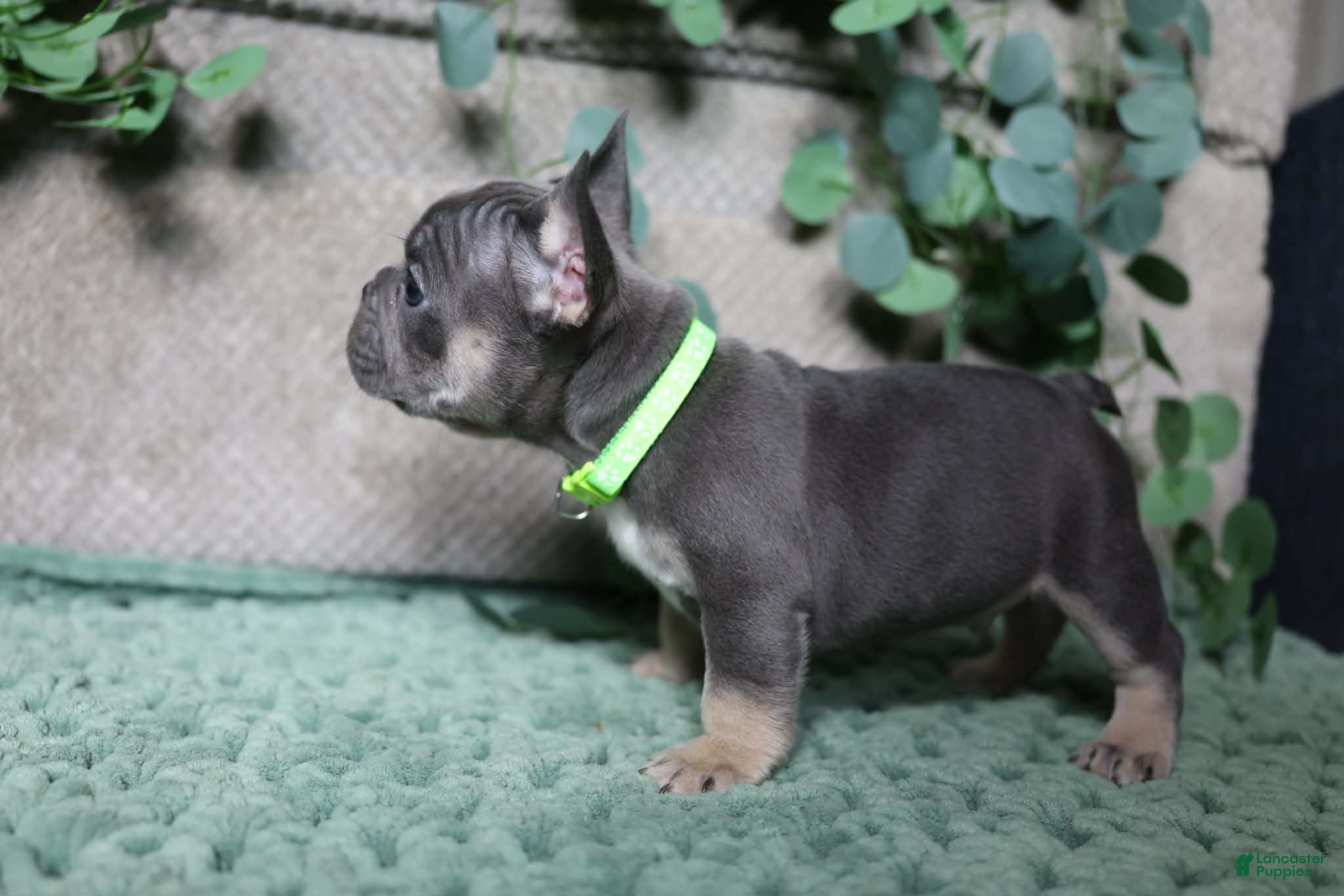 French Bulldog dogs Derek  - Ad 23