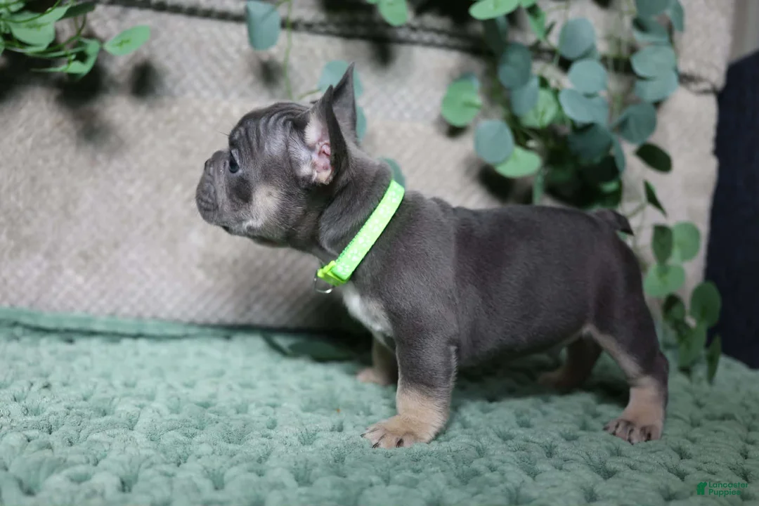 French Bulldog dogs for sale: Derek  - Ad 1