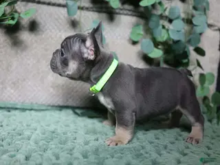 French Bulldog dogs Derek - Ad 23