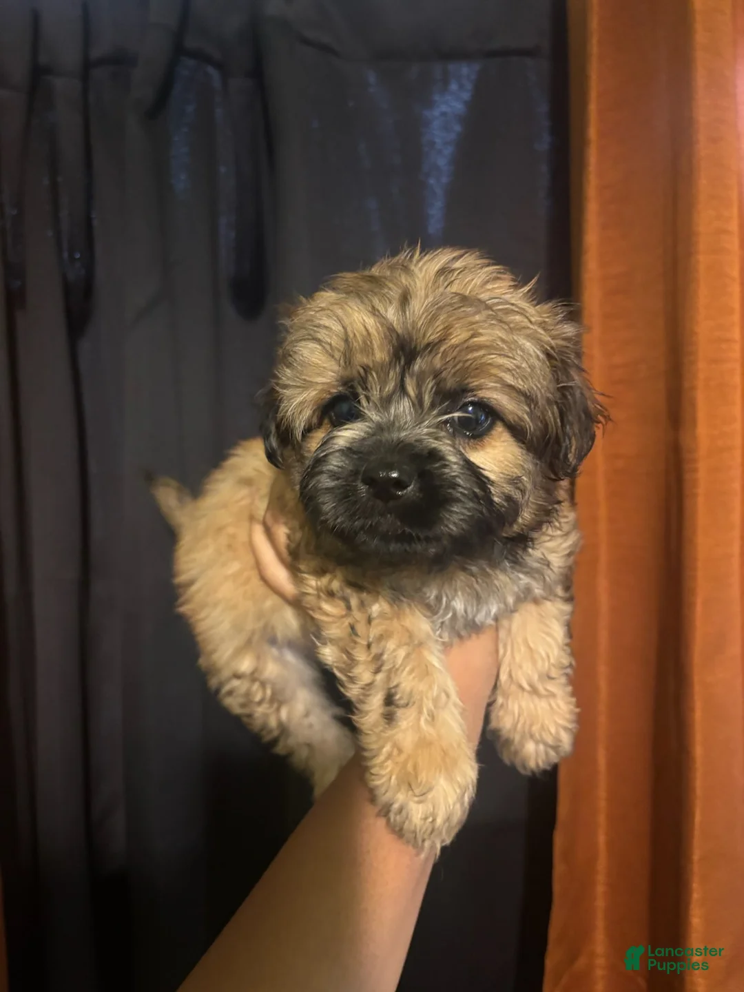 Yorkiepoo dogs for sale: Kirby - Ad 1
