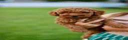 Mini Goldendoodle dogs for sale: Chester - Ad 3