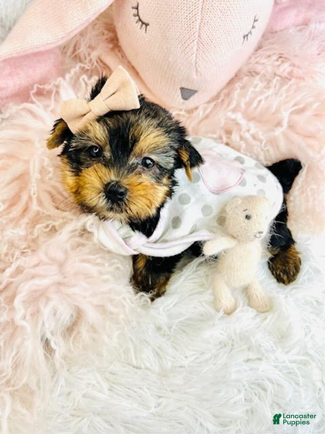 Yorkshire Terrier dogs for sale: Yorkshire Terrier Puppy 1 - Ad 3