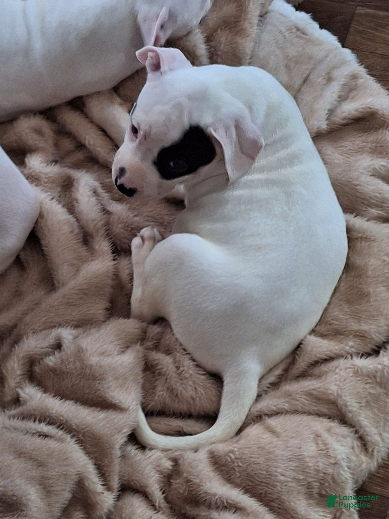 American Pit Bull Terrier dogs American Pit Bull Terrier 3 - Ad 2