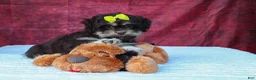 Teddy Bear dogs for sale: Oscar 🐾    - Ad 4
