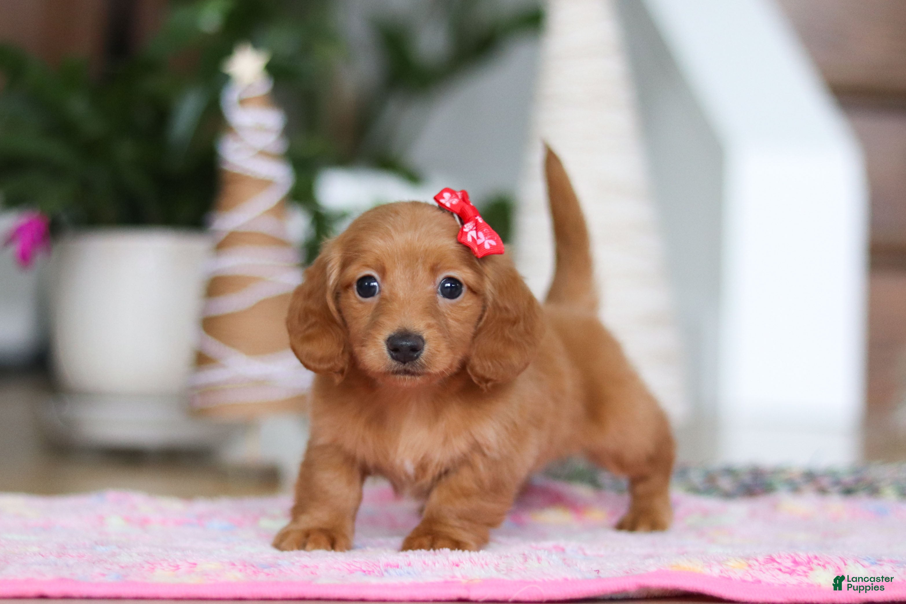 Miniature Dachshund dogs Grace - Ad 25