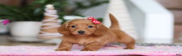 Miniature Dachshund dogs for sale: Grace - Ad 1