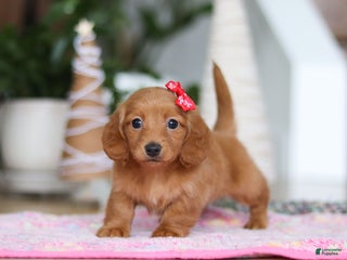 Miniature Dachshund dogs Grace - Ad 25