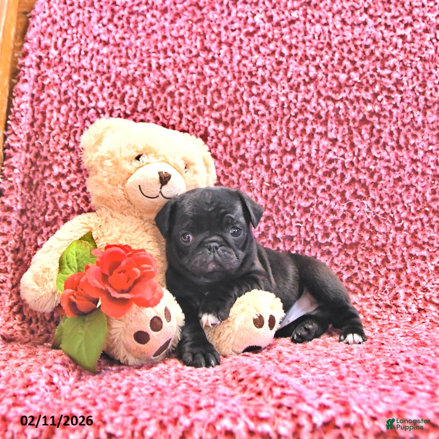 Mixed Breed dogs Trixie - Ad 2