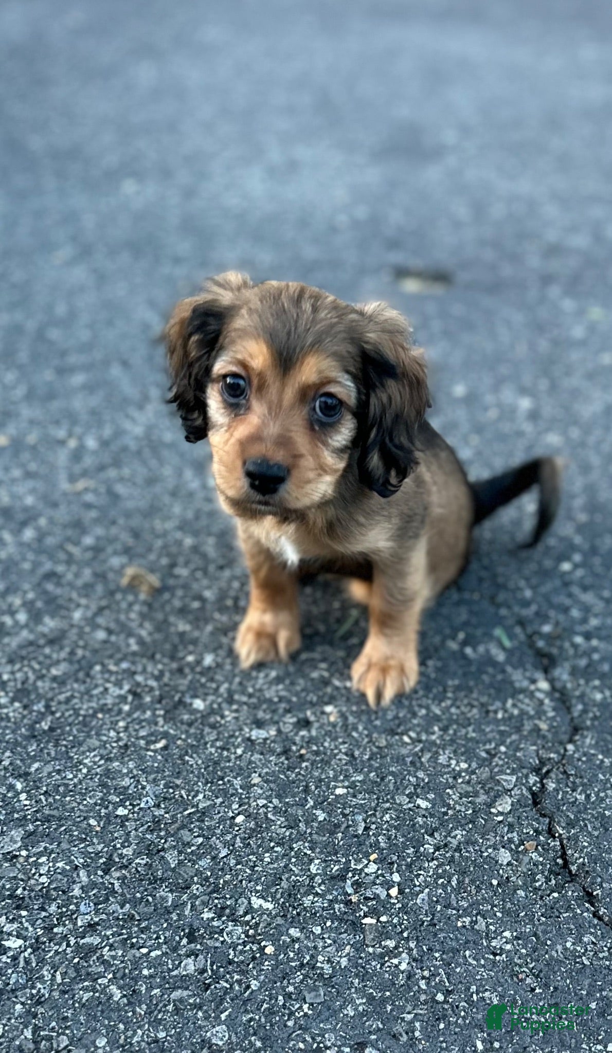Mixed Breed dogs Nico - Ad 10