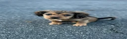 Mixed Breed dogs for sale: Nico - Ad 1