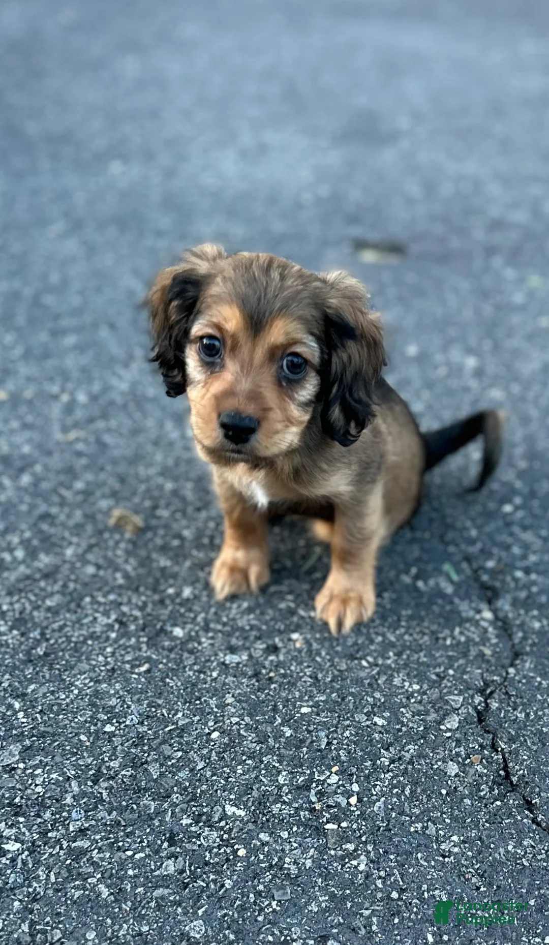 Mixed Breed dogs for sale: Nico - Ad 1