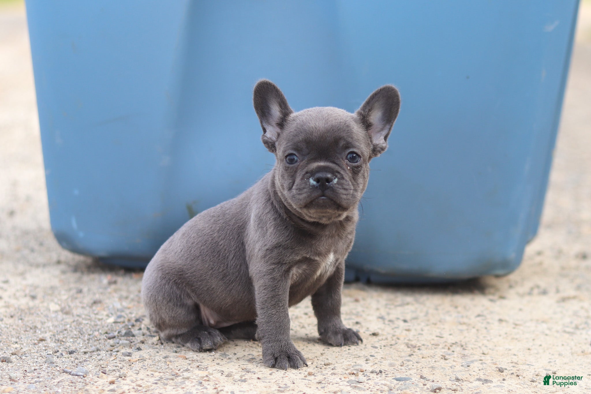 French Bulldog dogs Lexi - Ad 1