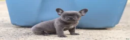 French Bulldog dogs for sale: Lexi - Ad 1