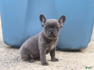 French Bulldog dogs for sale: Lexi - Ad 1