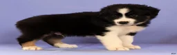 Miniature Australian Shepherd dogs for sale: Matthias - Ad 3