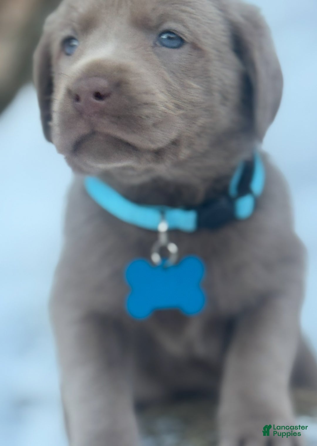 Labrador Retriever dogs for sale: Labrador Retriever Puppy 1 - Ad 10