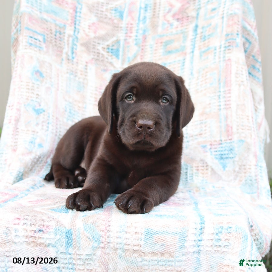 Labrador Retriever dogs Buster - Ad 2