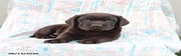 Labrador Retriever dogs for sale: Buster - Ad 2