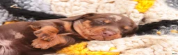 Miniature Dachshund dogs for sale: Cody Miniature Dachshund  - Ad 5