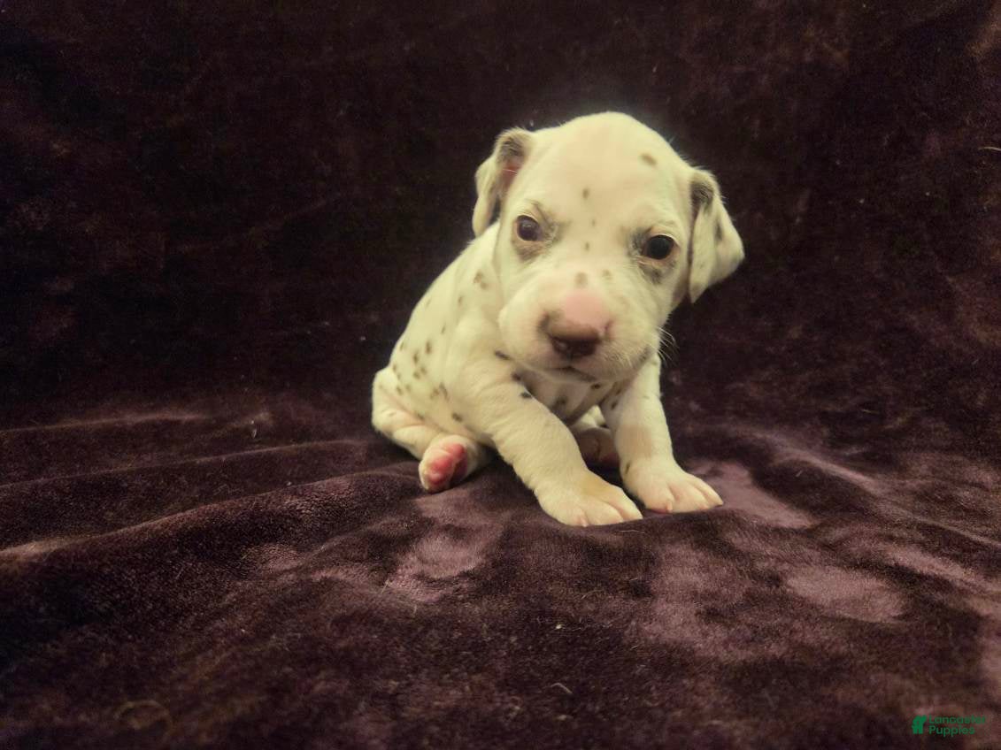 Dalmatian dogs Purple - Ad 1