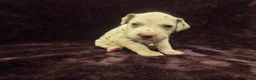 Dalmatian dogs for sale: Purple - Ad 1