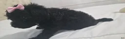 Yorkiepoo dogs for sale: Yorkiepoo 6 Pink Collar Sm - Ad 18
