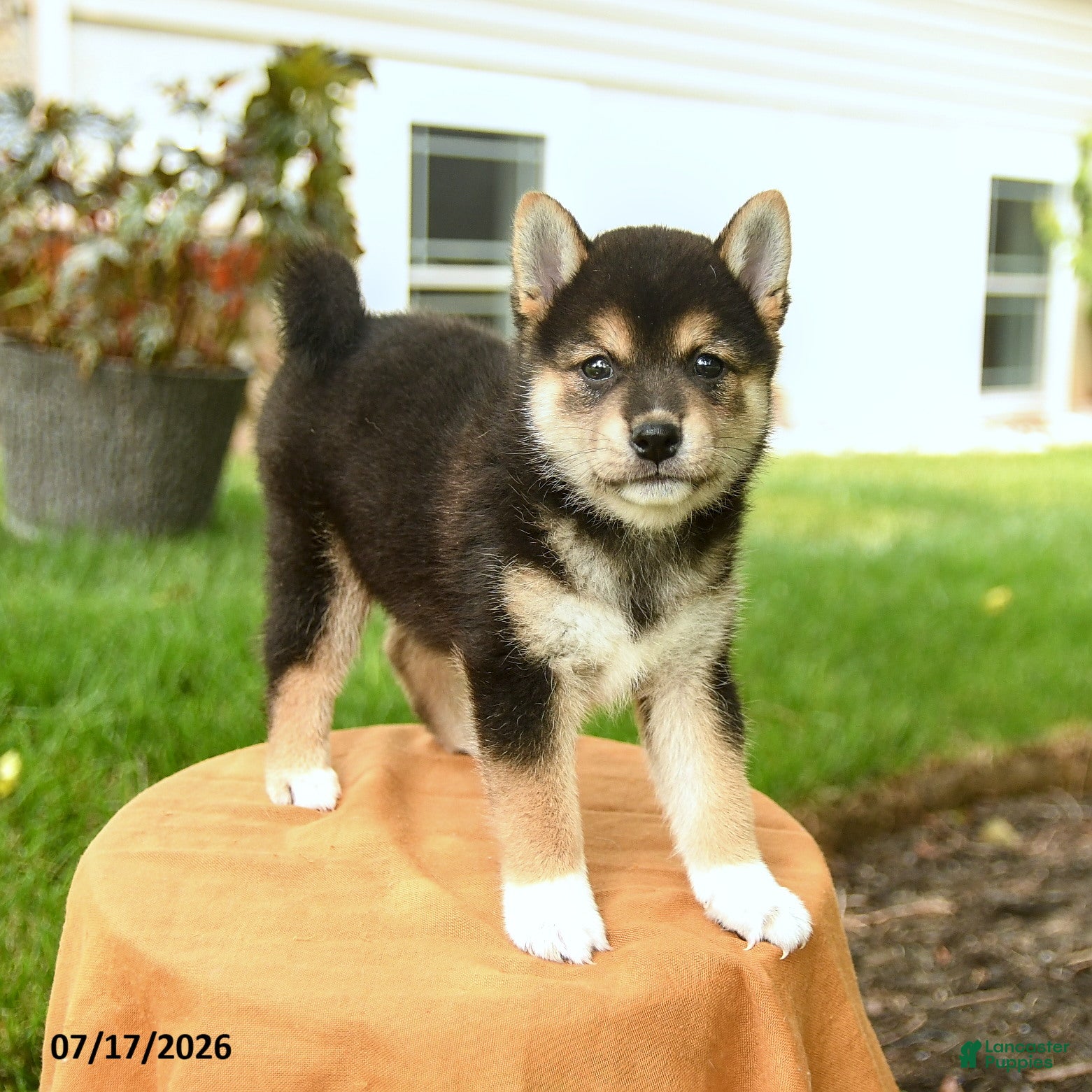 Shiba Inu dogs Chester - Ad 1