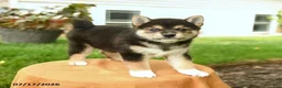 Shiba Inu dogs for sale: Chester - Ad 1