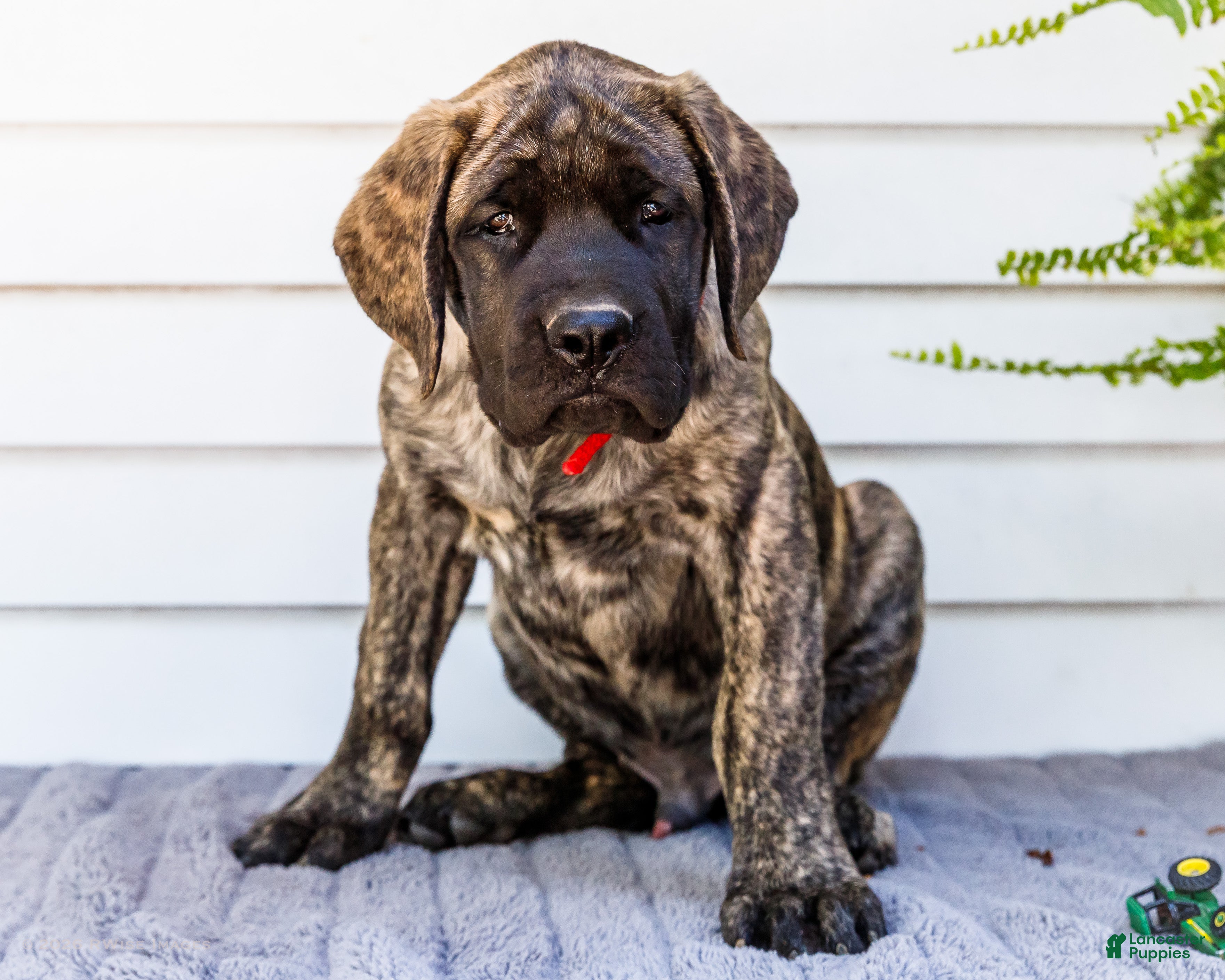 English Mastiff dogs Max - Ad 2