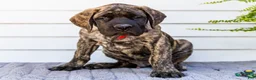 English Mastiff dogs for sale: Max - Ad 2