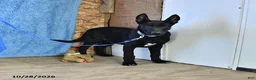 Belgian Malinois dogs for sale: Mooney - Ad 3