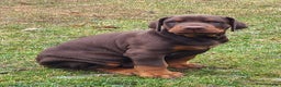 Doberman Pinscher dogs for sale: Gustav  - Ad 1