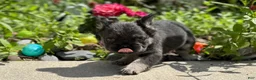 French Bulldog dogs for sale: Rocket - Ad 15