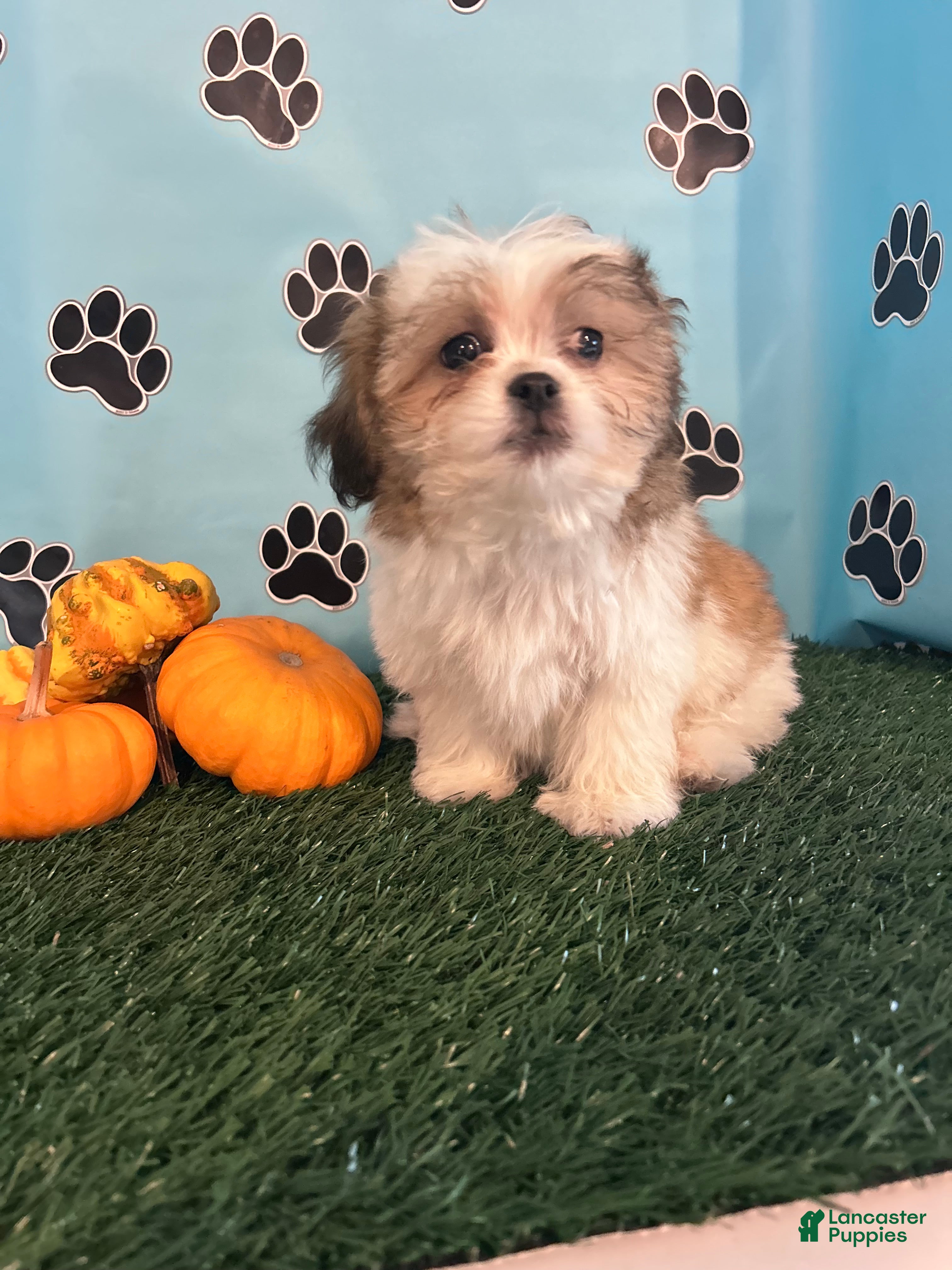 Bichon Frise Puppies for sale in Kentucky Lancaster Puppies