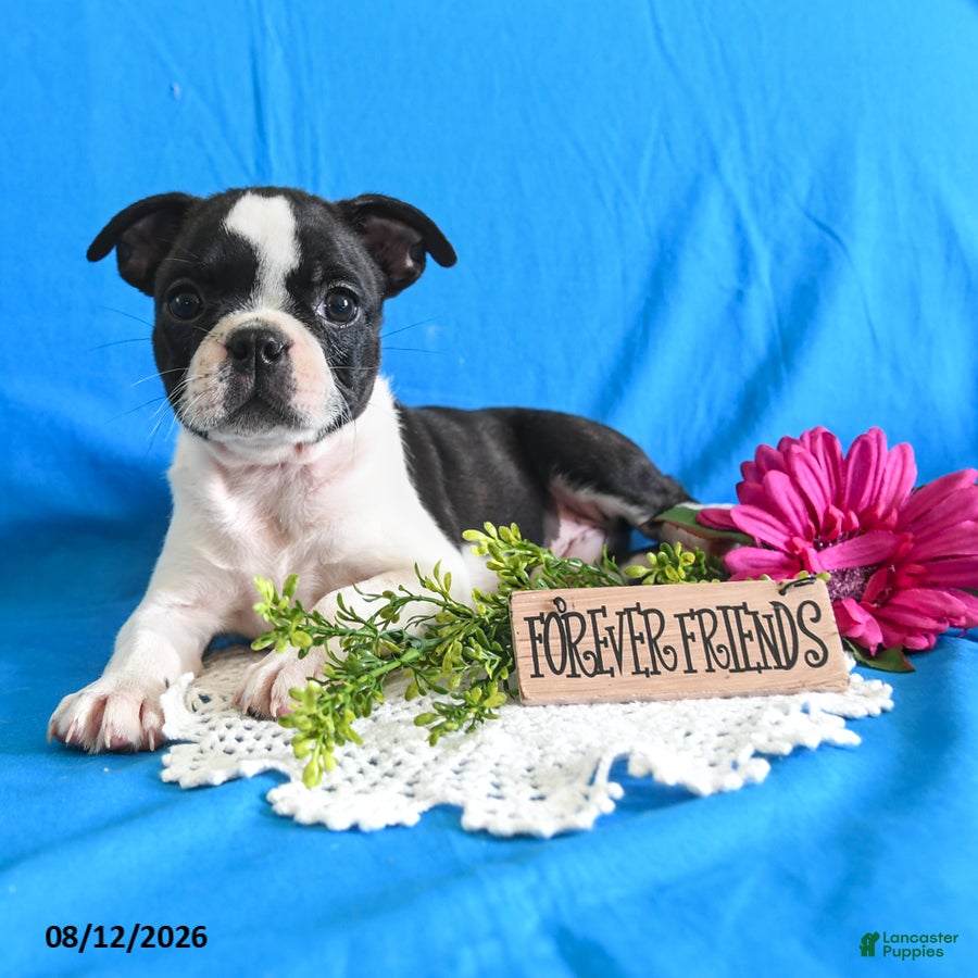 Boston Terrier dogs Zippy - Ad 1