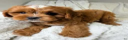 Cavapoo dogs for sale: Cosmo - Ad 4