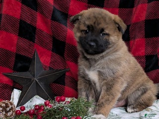 Mixed Breed dogs - Ad 28