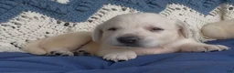 Labrador Retriever dogs for sale: Labrador Retriever 3 - Ad 3