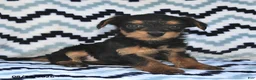 Yorkiepoo dogs for sale: Sweetie - Ad 3