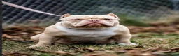 American Bully dogs for sale: American Bully 1 - Ad 10