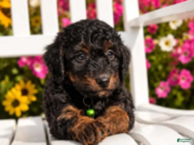Mini Aussiedoodle dogs for sale: River - Ad 2