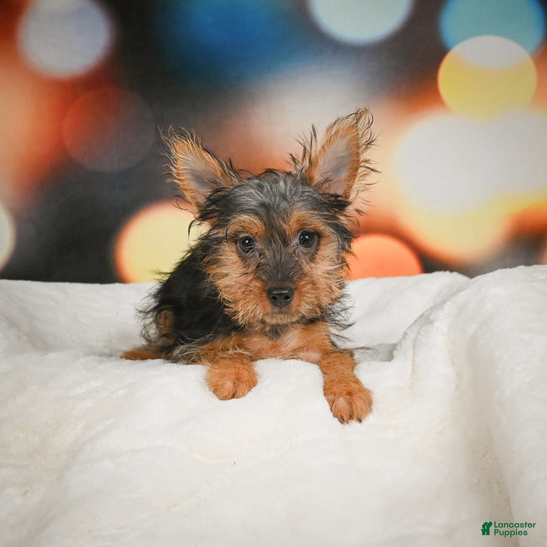 Yorkshire Terrier dogs for sale: Yasmin - Ad 9