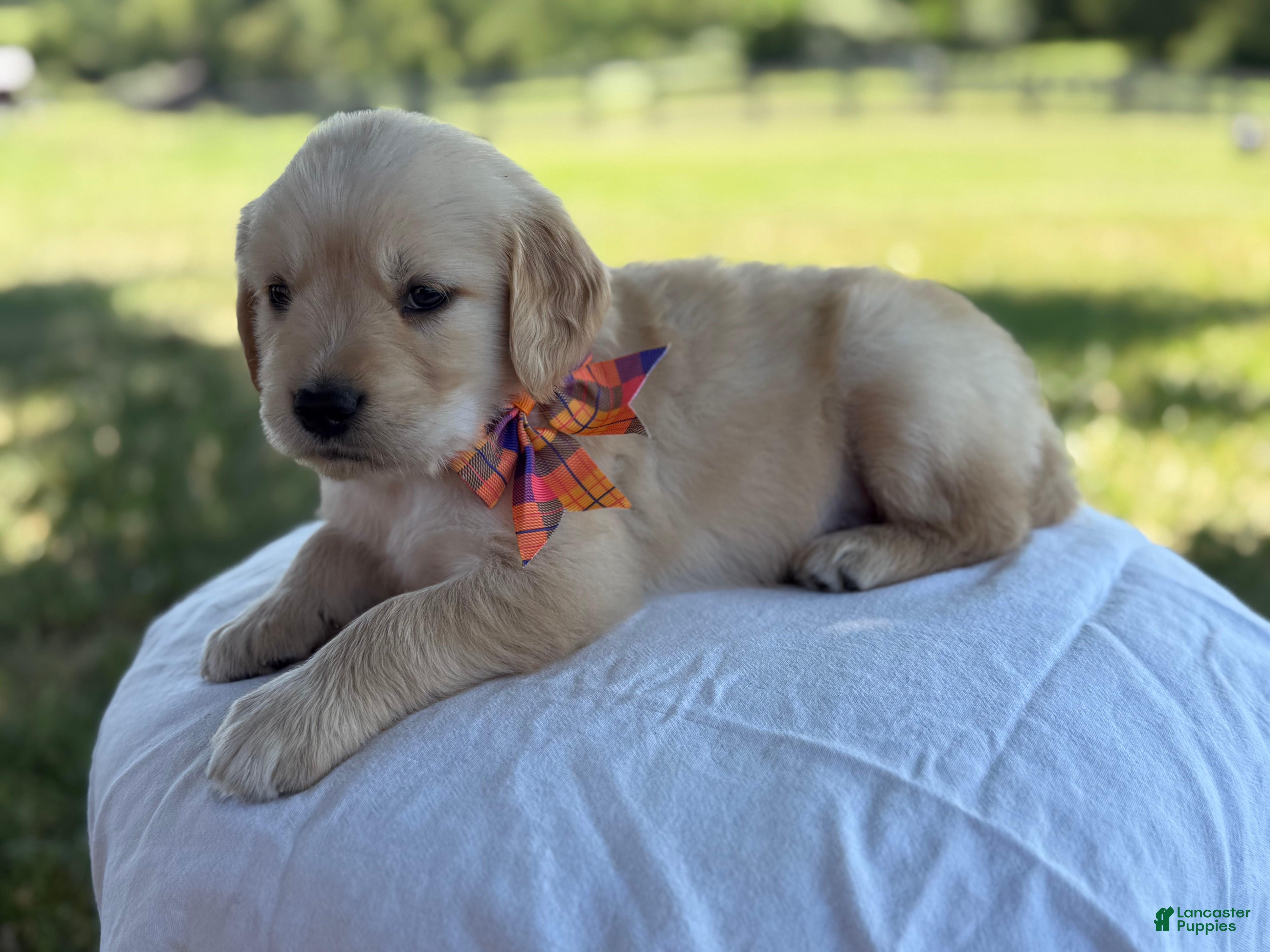 Golden Retriever dogs Siena - Ad 1