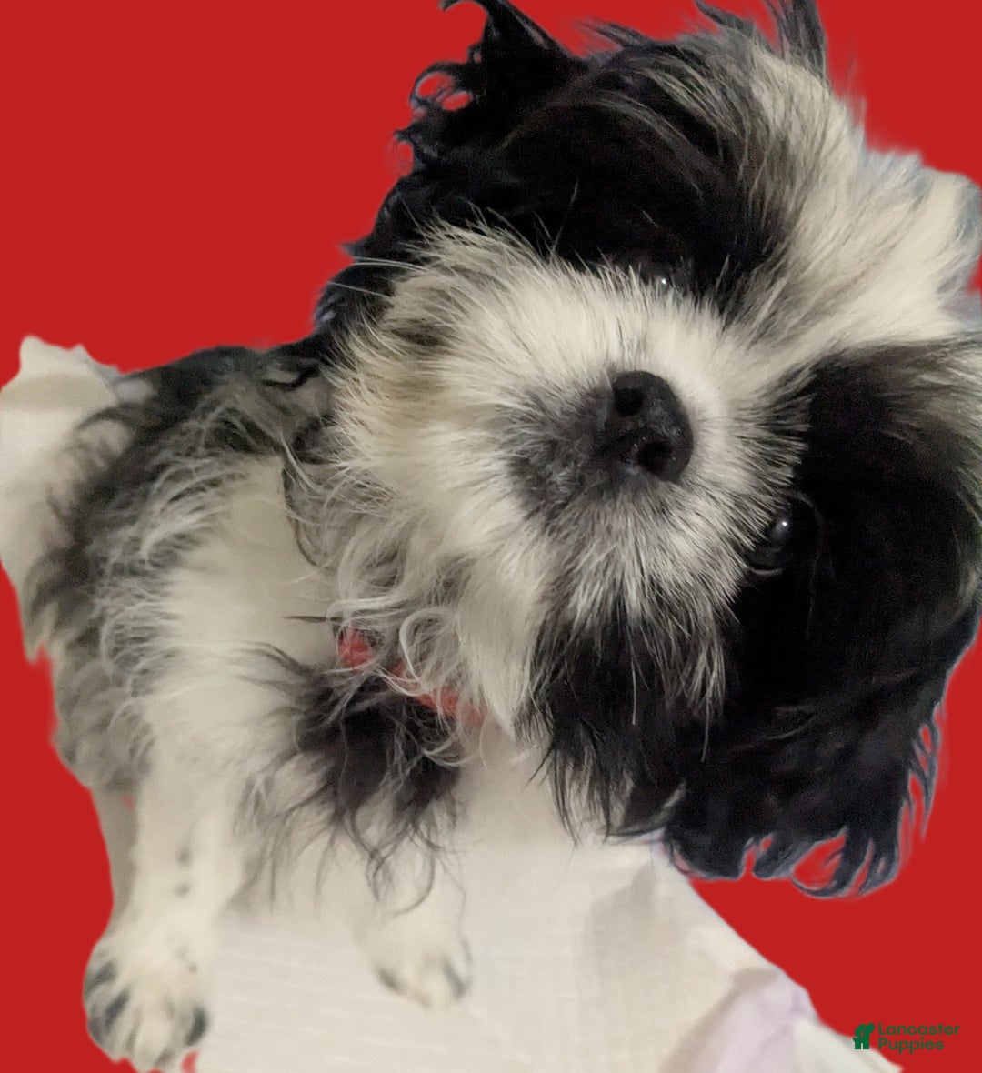 Shih Tzu dogs for sale: Imperial Shih Tzu  Wenda Green Collar  - Ad 11