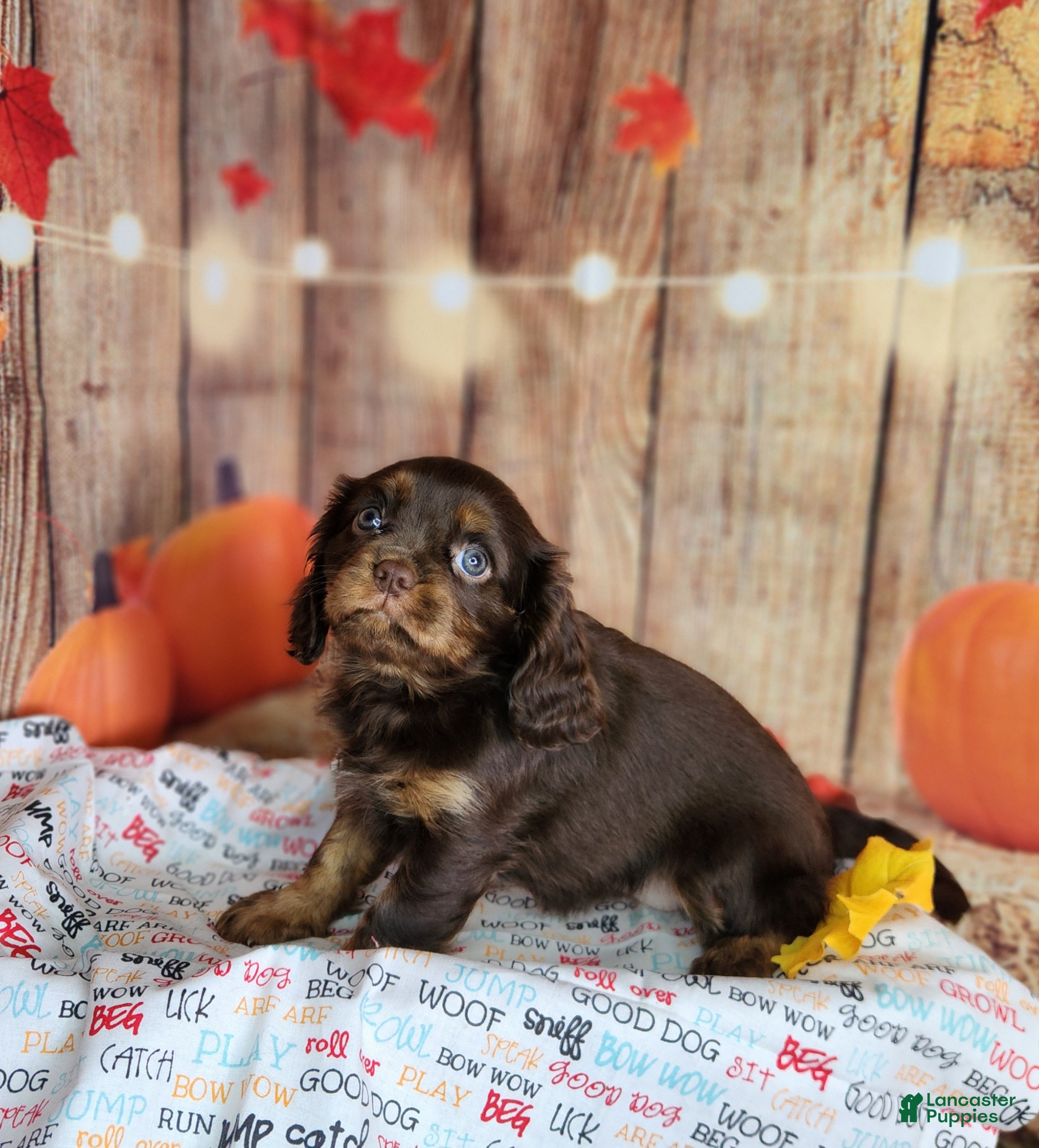 Cavalier King Charles Spaniel dogs for sale: AKC Molly - Ad 1
